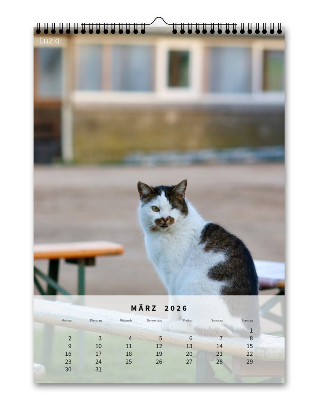 LDTL Katzen-Wandkalender 2026