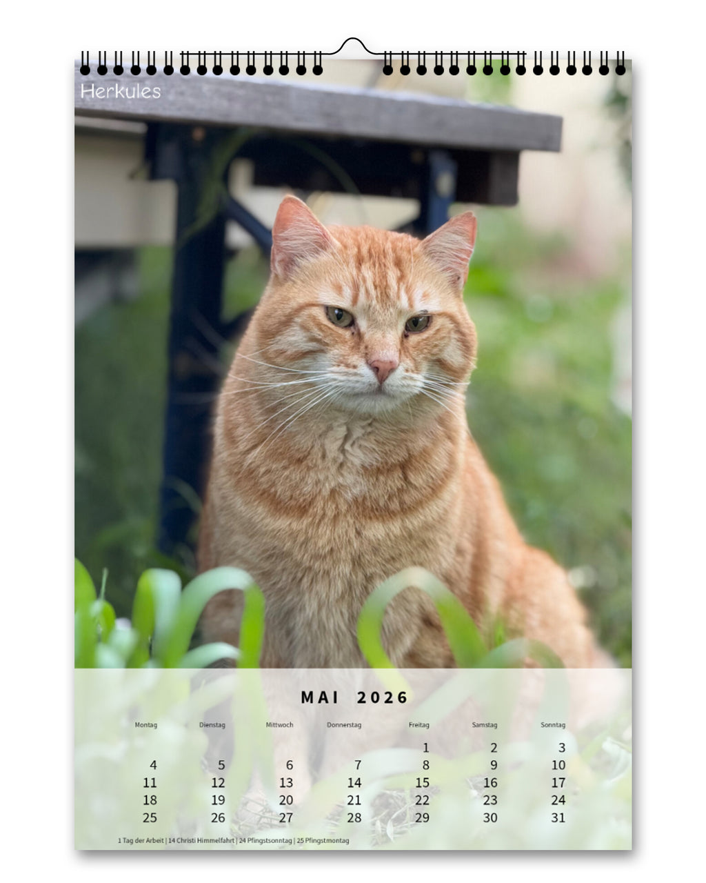 LDTL Katzen-Wandkalender 2026