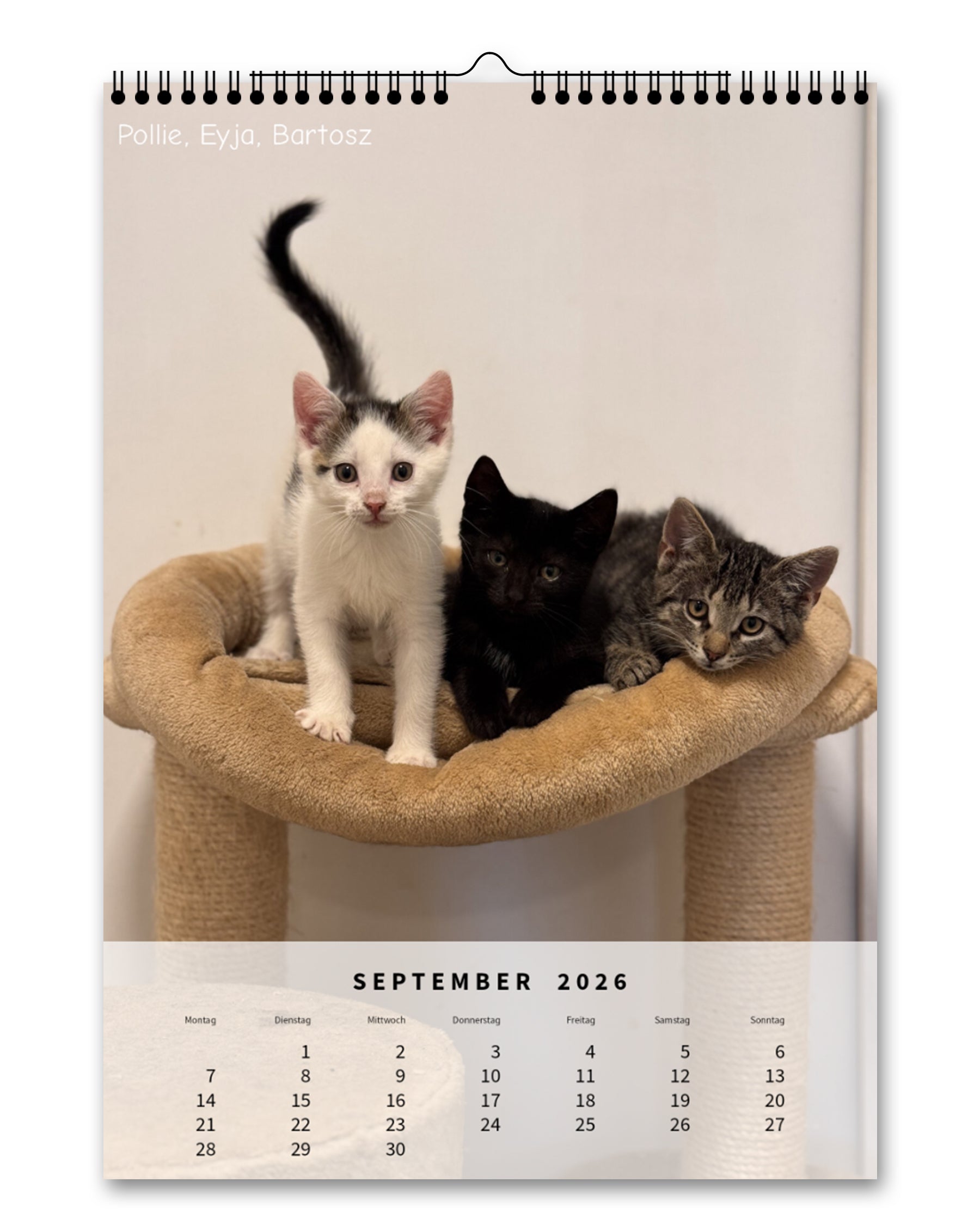 LDTL Katzen-Wandkalender 2026